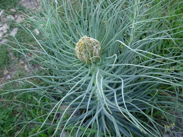Asphodeline lutea